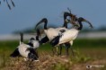 /album/galleria-fotografica/ibis-sacro-06052018-305-jpg/